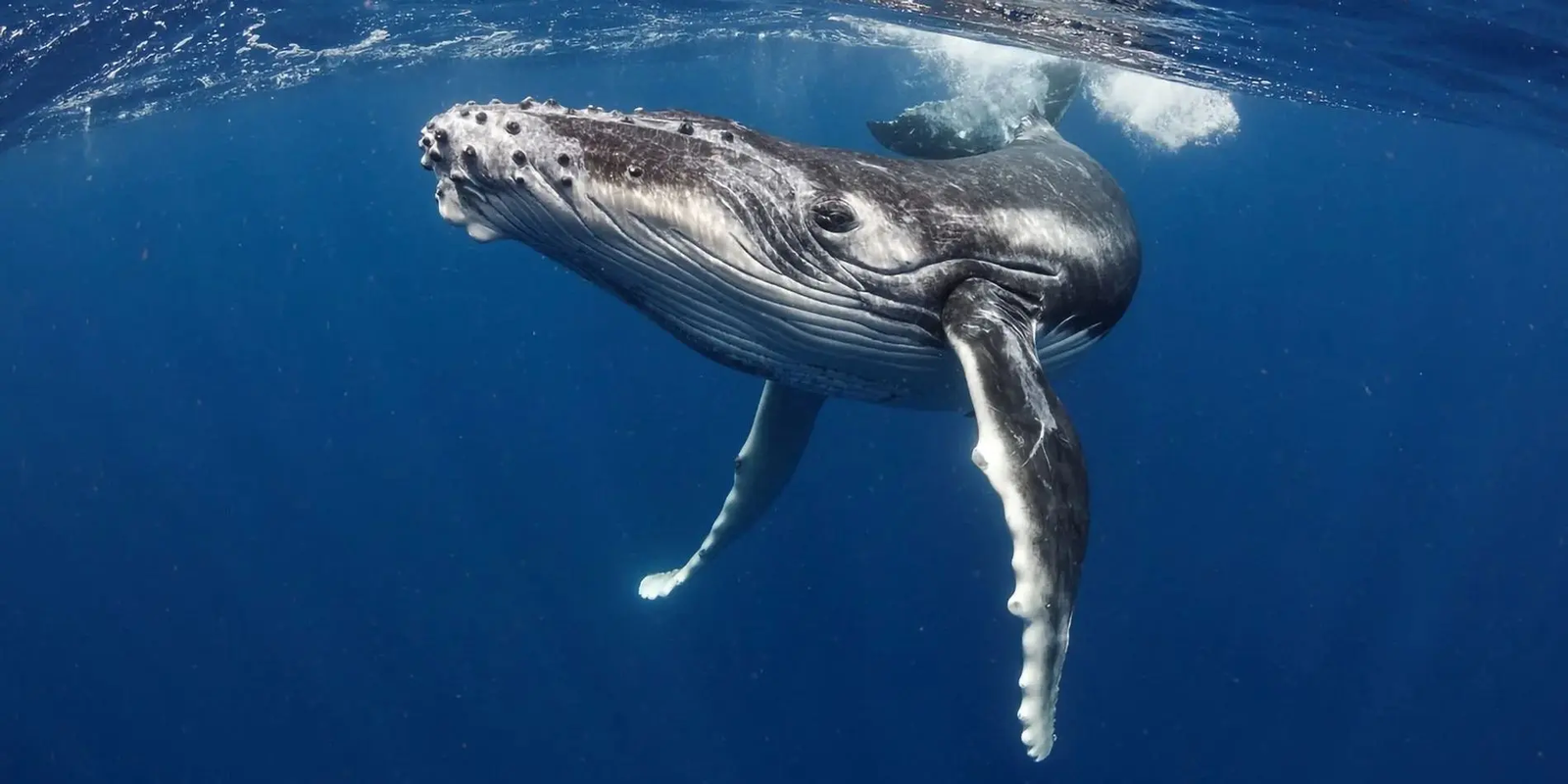Baleine