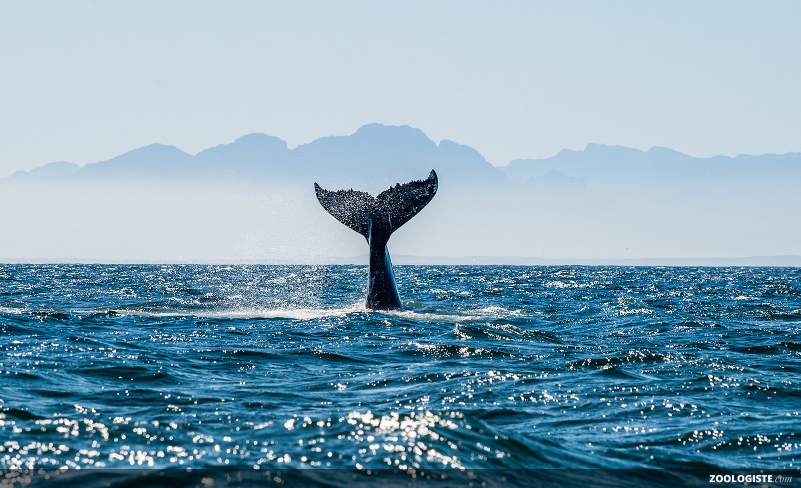 Baleine